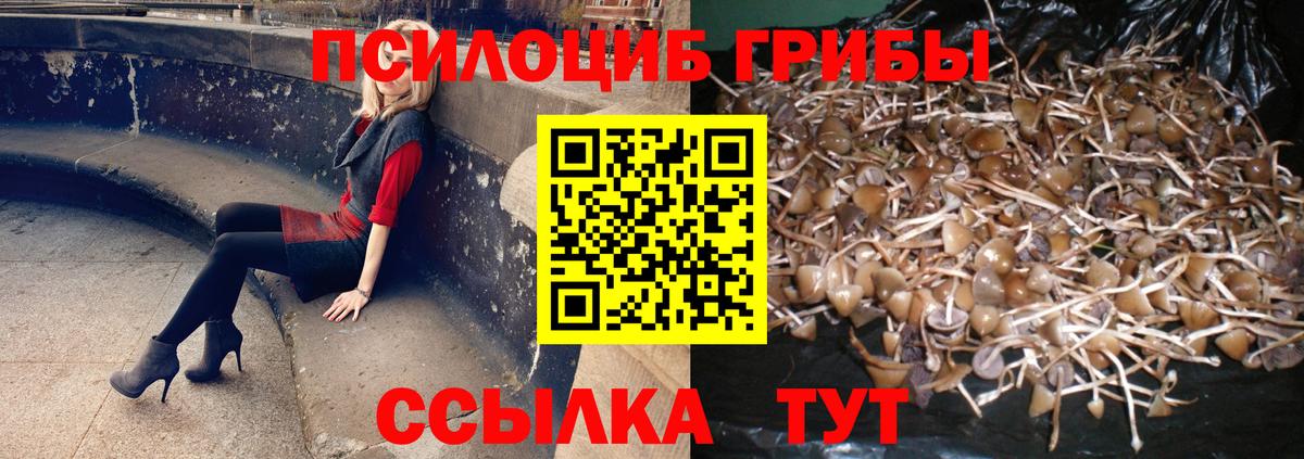 Псилоцибиновые грибы Psilocybe  Вход с VPN  Славгород 